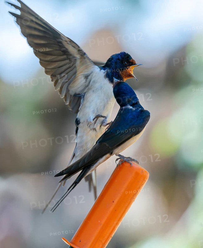 Hirundo rustica, barn swallow, courtship, birds, high size, portrait format, passeri, swallows, songbirds, birds