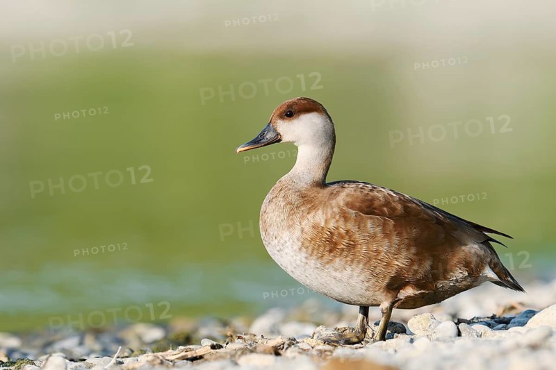 Red-crested Pochard (Netta rufina), female standing on the shore, Lake Constance, Baden-Württemberg, Germany