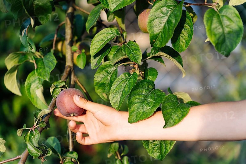 A boy's hand holds a red apple on a branch of an apple tree in the garden