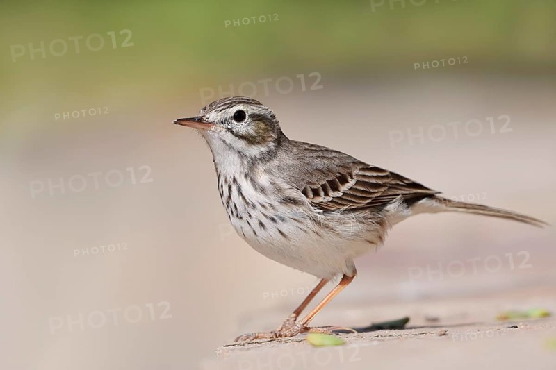 Canary Island Pipit (Anthus berthelotii), Fuerteventura, Canary Islands, Spain