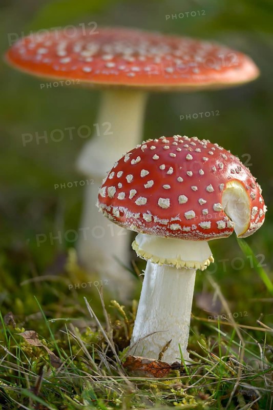 Amanita muscaria, toadstool, red toadstool, bullets, fly agaric, fly amanita, fungi, fungus, high size, vertical format, mushrooms