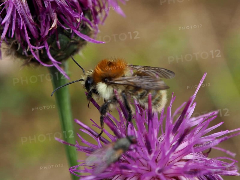 Close-up of a meadow bumblebee (Bombus pascuorum) perched on a purple flower, Goms, Canton of Valais, Switzerland