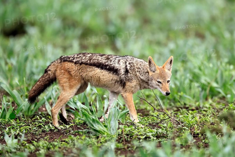 Black-backed jackal (Lupulella mesomelas), adult, stalking, alert, foraging, Kruger National Park, South Africa