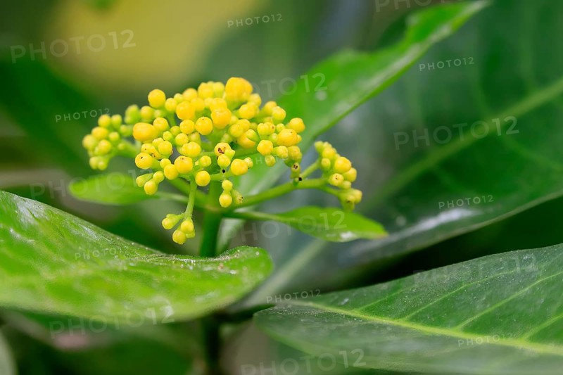Psychotria capensis, Cape Rowan berry, flowering, shrub, Kirstenbosch Botanic Garden, Cape Town, South Africa