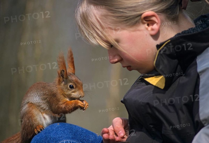 Squirrels, rodents, rodentia, sciurus vulgaris, squirrel, feeding, mammals, rodents, mammals