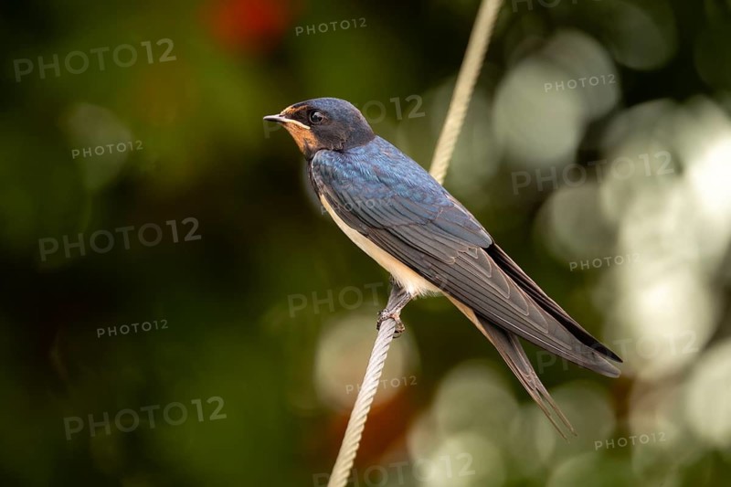 Hirundo rustica, barn swallow, birds, young bird, juvenile, passeri, swallows, songbirds, birds