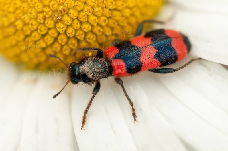 Bee beetle, bee wolf, common bee beetle, immense beetle, immense wolf, trichodes apiarius, beetle, coleoptera, insects, beetles