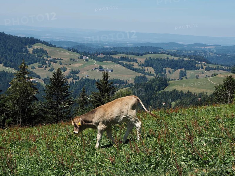 Calf grazing on green meadow with view of mountainous landscape and clear sky, Hüttchopf, Tösstal, Canton of Zurich, Switzerland