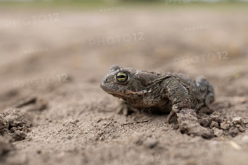 A toad crawls across the earthen ground, revealing the vivid details of its skin, natterjack toad (Epidalea calamita, Bufo calamita), close-up, Baden-Württemberg, Germany