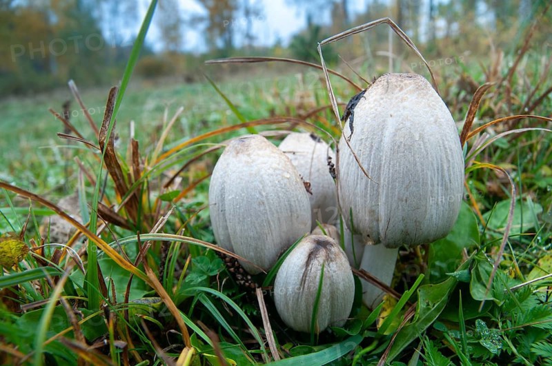 Common ink cap, Coprinopsis atramentaria, Coprinus atramentarius, wrinkle tint, gray tintling, knot tint, fungi, fungus, mushrooms