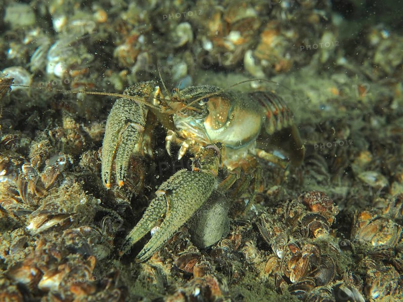 An American crayfish (Faxonius limosus), an invasive species, on numerous quagga mussels (Dreissena rostriformis bugensis), an invasive species, at the Wildsau dive site, Berlingen, Lake Constance, Switzerland, Germany