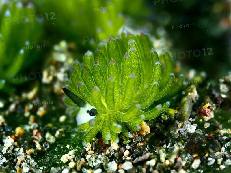 Small green nudibranch, the ‘Shaun the Sheep' nudibranch (Costasiella kuroshimae), on the seabed. The nudibranch is also known as ‘Shaun the Sheep'. Marine nudibranch with kleptoplastids. The chloroplasts, which have been taken up from the green alga Avrainvillea lacerata and stored within its own body, are clearly visible. Body length approx. 3 mm. Dive site: Puri Jati, Umeanyar, Bali, Indonesia