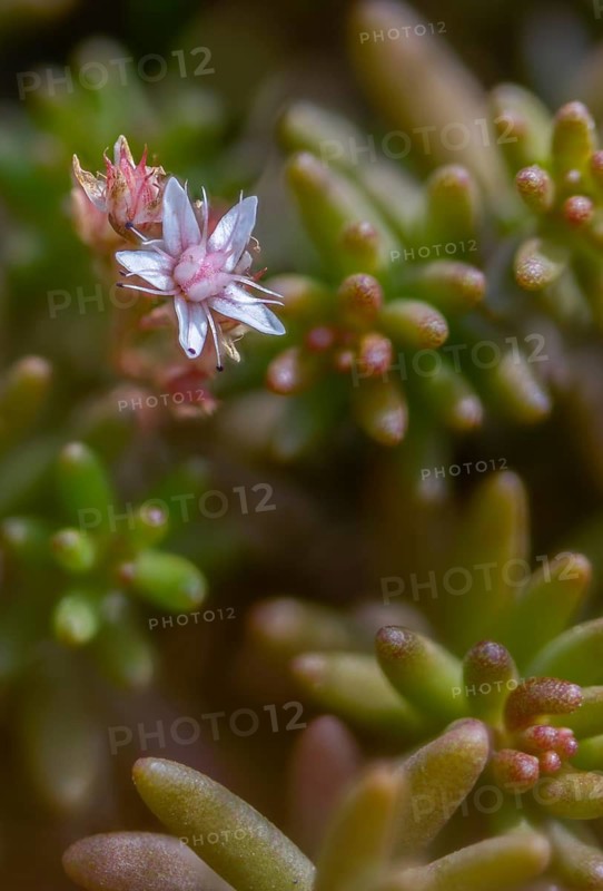 Crassulaceae, thick-leaf family, stonecrop, sedum album, white stonecrop, flora, high size, vertical format, stonecrop, plants, plants, white stonecrop