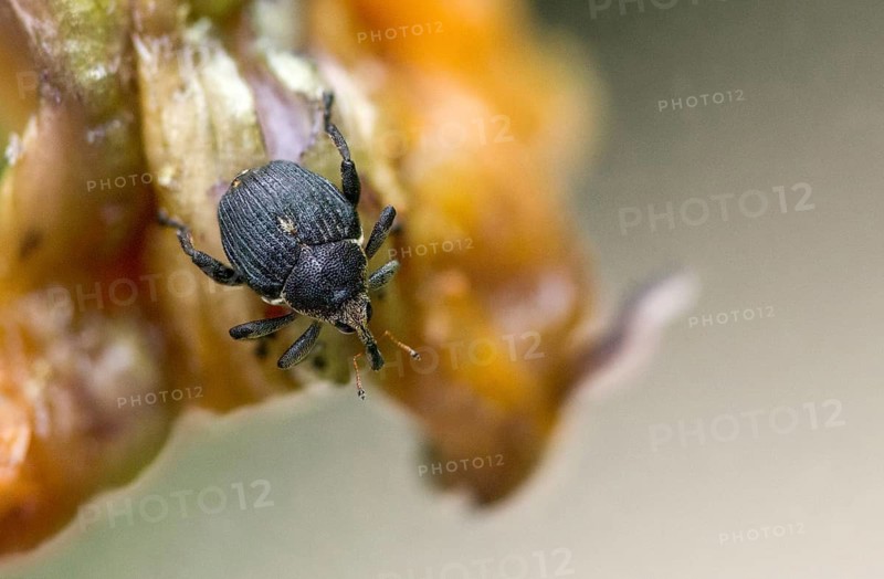 Iris weevil, mononychus punctum album, weevil, iris weevil, white spotted iris weevil, yellow flag borer, beetle, coleoptera, insects, beetles
