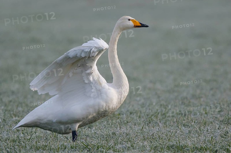 Whooper Swan (Cygnus cygnus) flapping wings, North Rhine-Westphalia, Germany