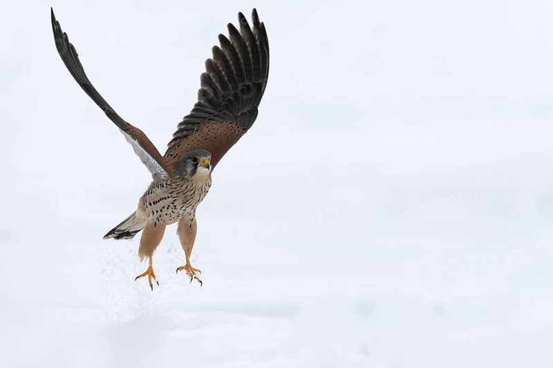 Kestrel (Falco tinnunculus) in the snow, Bitburg, Rhineland-Palatinate, Germany