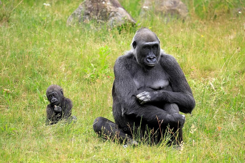 Western gorilla (Gorilla gorilla), adult, female, mother, young, sitting, eating, meadow