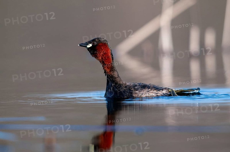 Littele grebe, tachybaptus ruficollis, little grebe, courtship behavior, birds, call, courtship display, dabchick, grebe, podicipedidae, call, diver, birds, waterbirds, waterbirds