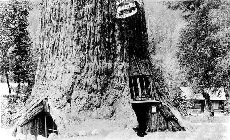 Giant sequoia (Sequoiadendron giganteum), sequoia. The tree house, Lilley Redwood Park, whimsical, height approx. 80 metres, estimated age 4, 000 years, circumference approx. 33 metres, height of the hollow approx. 16 metres, 1930s, historic, Piercy, California, USA