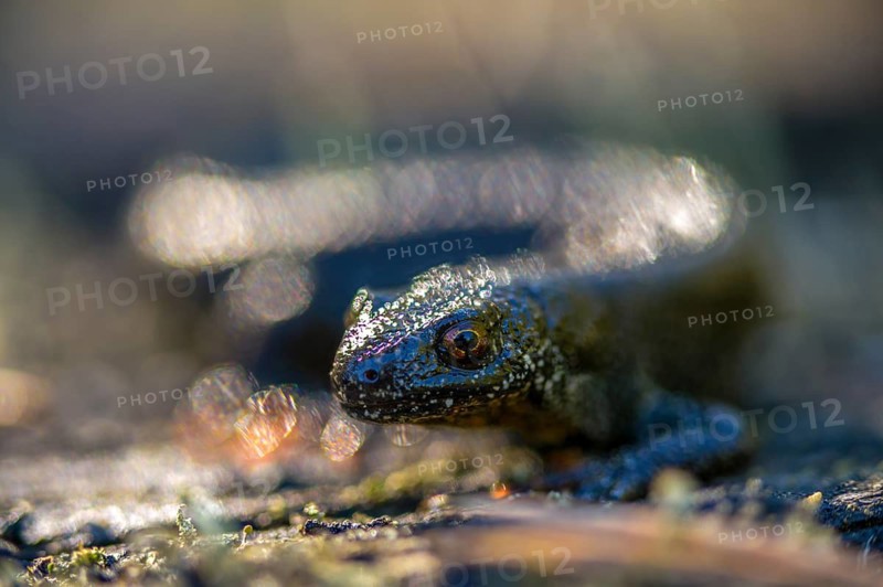 Brandenburg, Germany, Great Crested Newt, crested newt, Nabu, Nabu project, national natural heritage, green house natural paradise, northern crested newt, Triturus cristatus, amphibians, amphibians, post-mining landscape, green house, rural traditional costume, amphibians, warty newt
