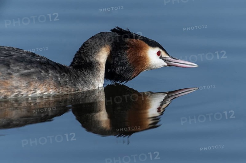 Great Crested Grebe (Podiceps cristatus), Emsland, Lower Saxony, Germany