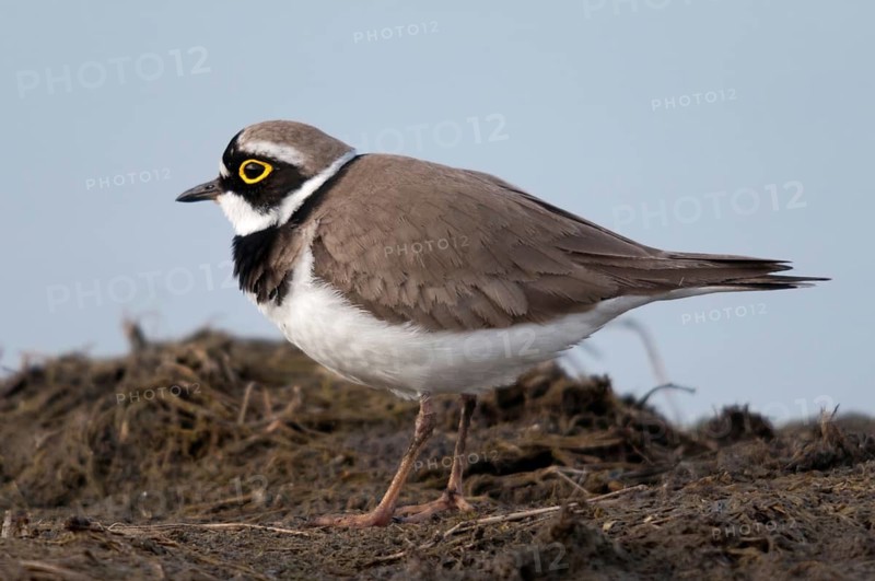 Charadrius dubius, plover, little ringed plover, birds, charadriiformes, limikolen, plower, plover, birds, waders, waders