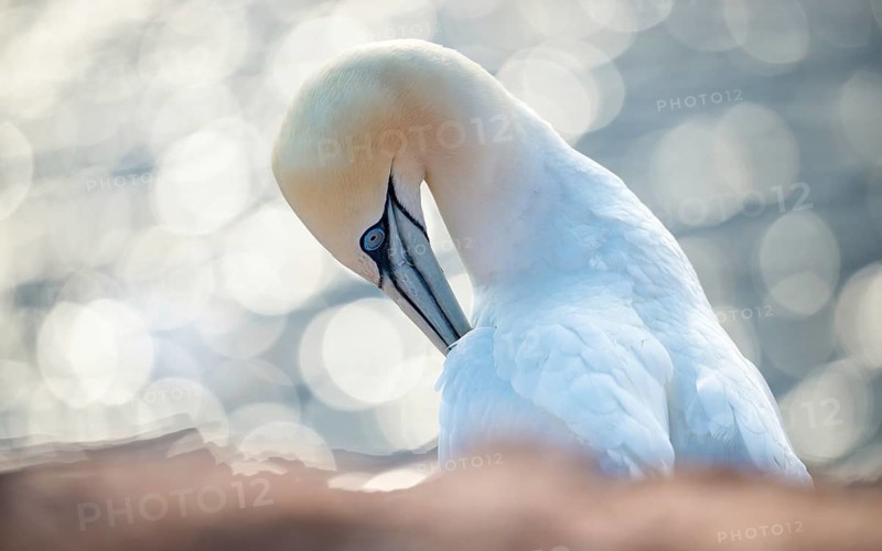 Northern Gannet (Morus bassanus) (synonym: Sula bassana) preening its plumage in a relaxed manner, eye open, detailed shot, close-up, portrait, blurred sea in the background, the white plumage shown in detail, feathers, water, North Sea, sparkling reflections glisten in the background, lights, light reflection, sunny day, sunlight, bokeh, red sandstone in the foreground, northern gannet colony at Lummenfelsen, the offshore island of Heligoland, North Sea, Pinneberg district, Schleswig-Holstein, Germany