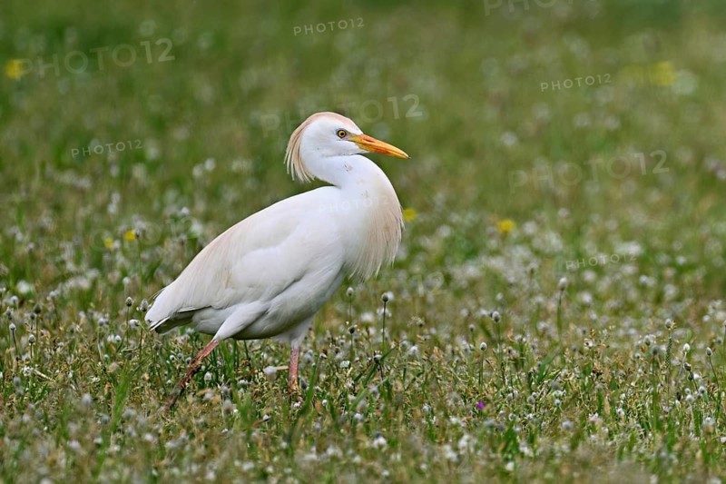 Cattle egret (Bubulcus ibis), foraging in a meadow, Camargue, southern France, France