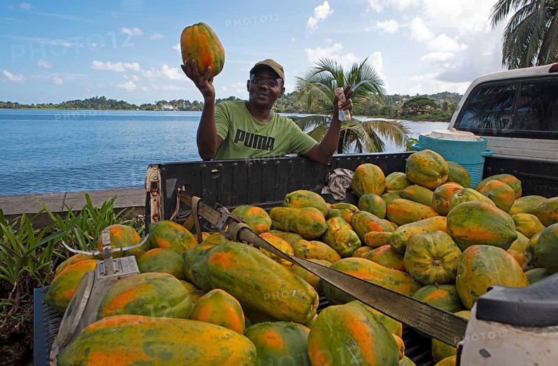 Jamaican man, 57 years old, selling papayas from the back of his pickup truck, Port Antonio, Portland Parish, Jamaica, West Indies, Caribbean, Central America