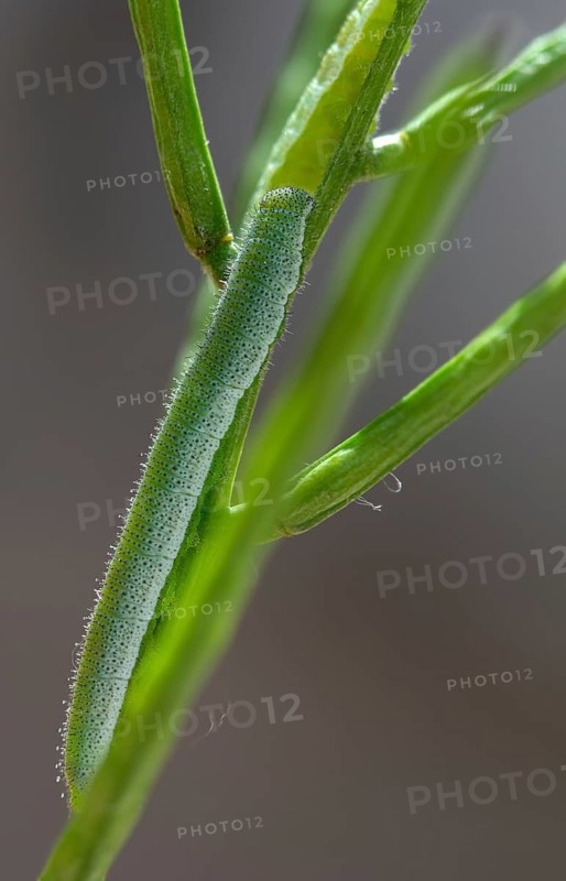 Anthocharis cardamines, aurora trap, orange tip, butterfly, camouflage, high size, portrait, inchworm, insects, caterpillar, butterfly, butterflies, camouflage