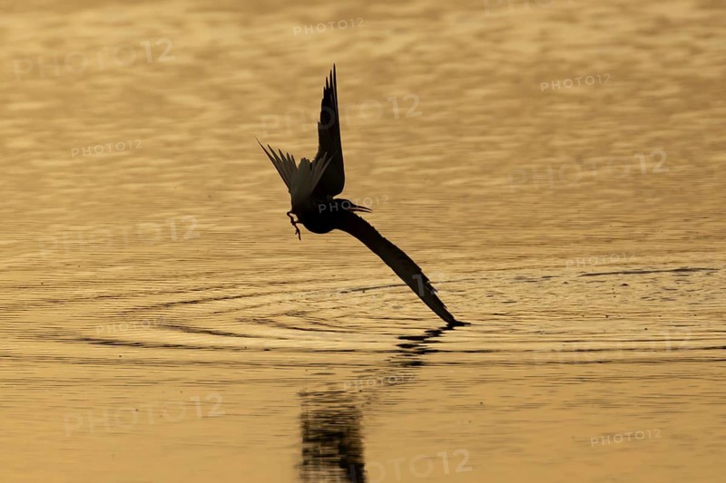Common tern (Sterna hirundo) silhouette of an adult bird flying over water of a lake at sunset, England, United Kingdom
