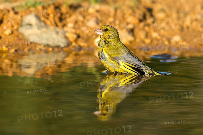 Carduelis Chloris, Chloris Chloris, Greenfinch, Greenfinch, Greenfinch, Greenfinch, Greenfinch, Greenfinch, Birdbath, Bird Bath, Birds, Watering Place