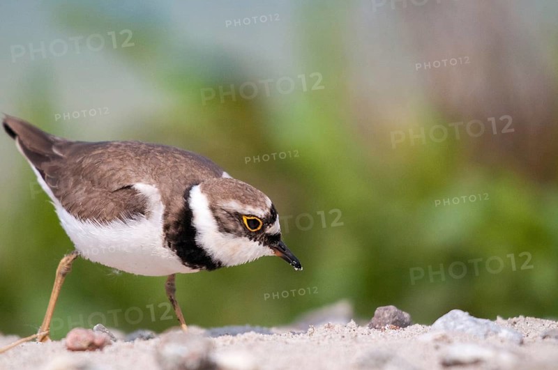 Charadrius dubius, plover, little ringed plover, birds, charadriiformes, limikolen, plower, plover, birds, waders, waders