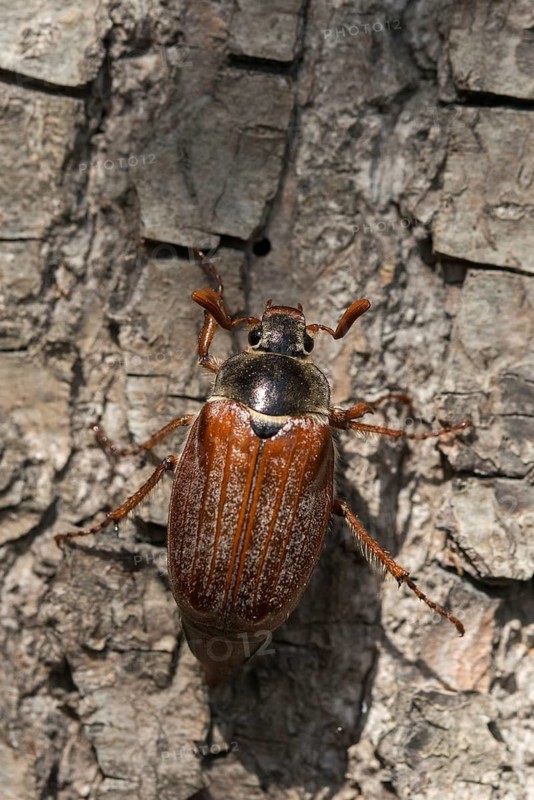 Leaf horn beetle, field may beetle, common may beetle, may bug, melolontha melolontha, scarabaeidae, beetle, cockchafer, coleoptera, doodlebug, high size, portrait format, insects, beetles