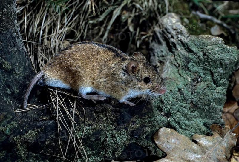 Apodemus agrarius, scorch mouse, rodentia, striped field mouse, leo, mammals, mouse, muroids, mice, rodents, mammals