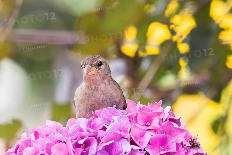 A house sparrow (Passer domesticus) perches on bright pink hydrangeas, set against a blurred, sun-drenched background, Hesse, Germany