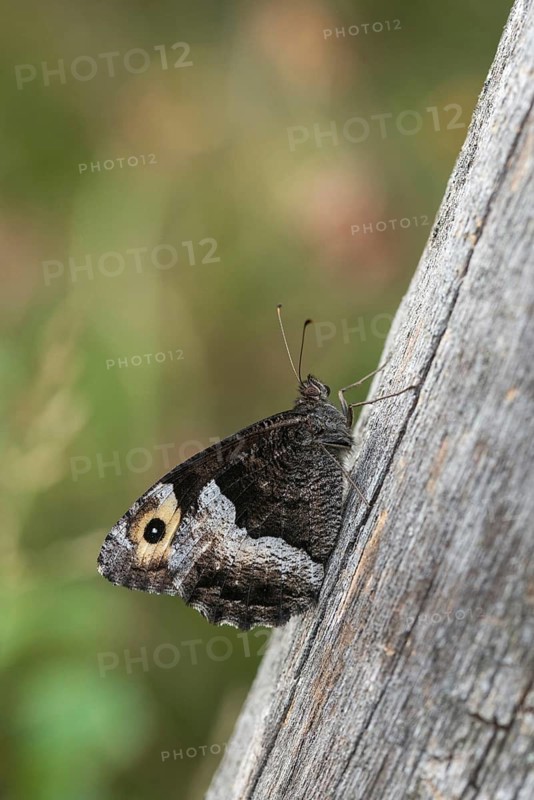 Hipparchia alcyone, Hipparchia hermione, small forest porter, rock grayling, butterfly, high size, portrait format, insects, butterflies, butterflies
