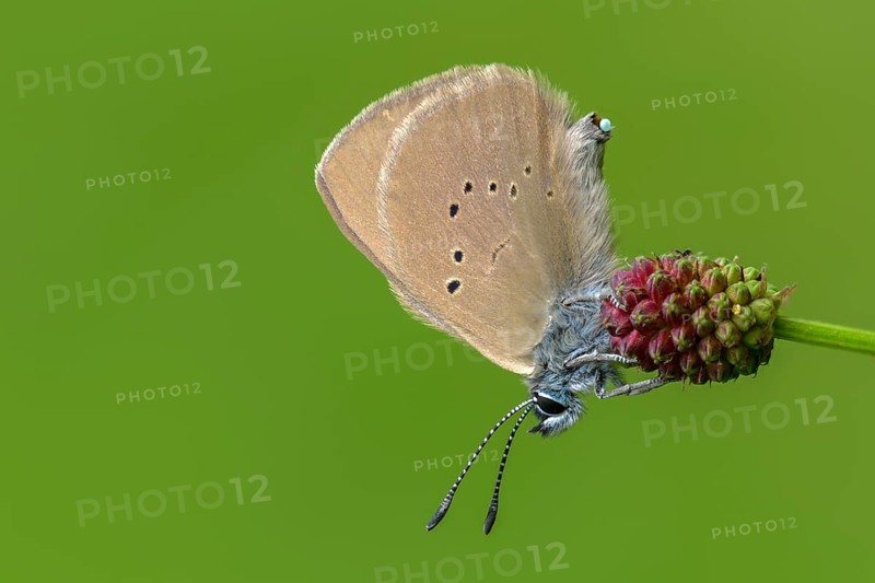 Ant blue, dark meadowbutton ant blue, dusky large blue, glaucopsyche nausithous, maculinea nausithous, phengaris nausithous, black blue meadowbutton ant blue, meadowbutton ant blue, butterfly, egg deposition, egg laying, clutches, insects, butterflies, egg deposition age