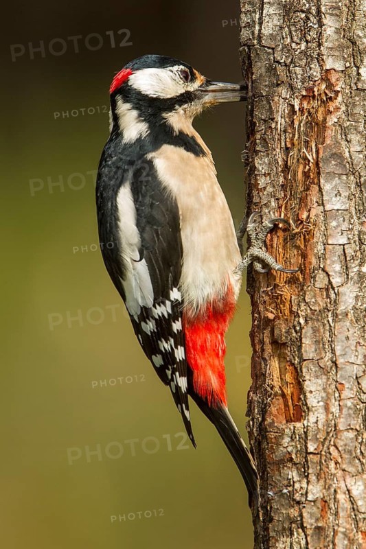 Great Spotted Woodpecker (Dendrocopos major), adult male on a tree, Castilla Leon, Spain