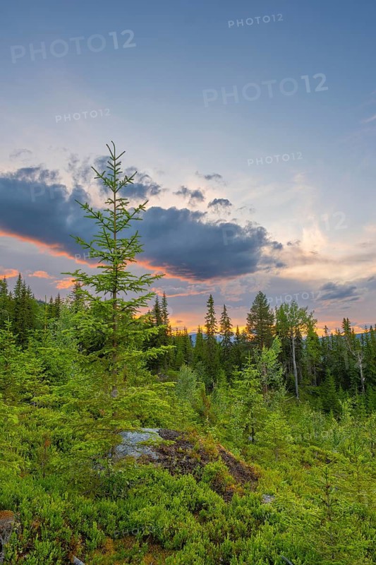 View of a clearing in the forest at sunset in the mountains, Gol, Halligdal, Buskerud, Norway