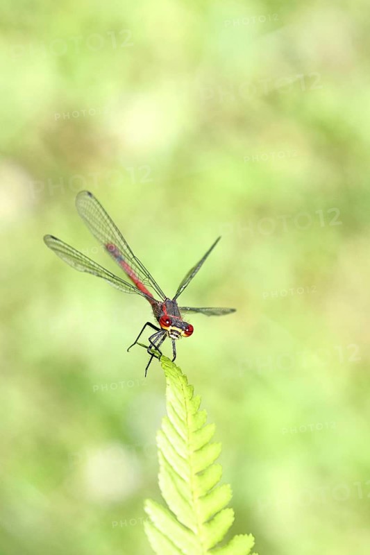 A blue-tailed damselfly (Pyrrhosoma nymphula) perched on a fern, looking at the camera, Wilnsdorf, North Rhine-Westphalia, Germany