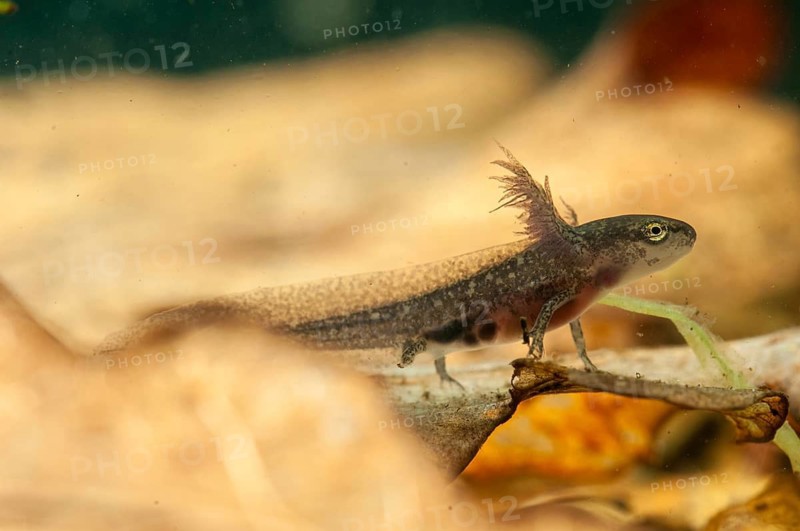 Threaded newt, Lissotriton helveticus, palmate newt, triturus helveticus, amphibians, amphibians, caudata, larva, amphibians, newts, tailed amphibians, water newts