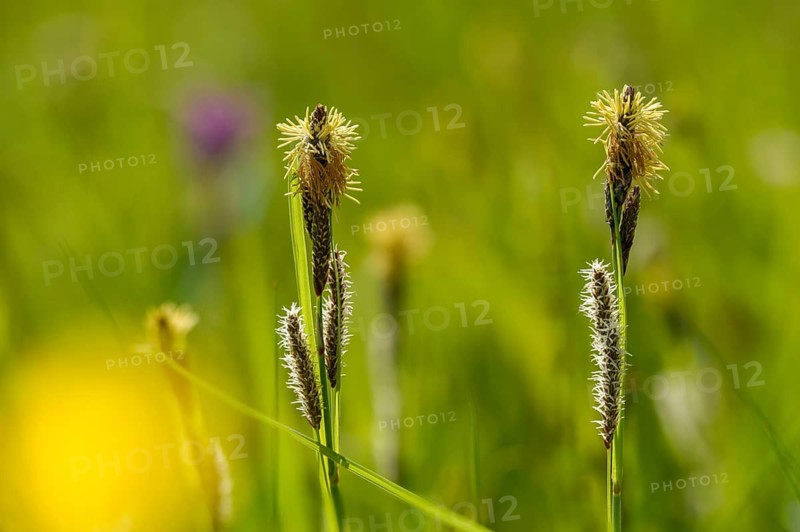 Cyperaceae, millet harrow, sour grass, carex panicea, carnation sedge, flora, plants, plants