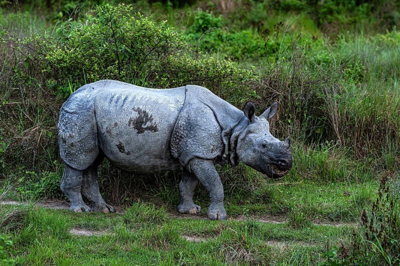 Rhinoceros, Rhinoceros unicornis, Indian rhinoceros, Chitwan National Park, Terai, Nepal
