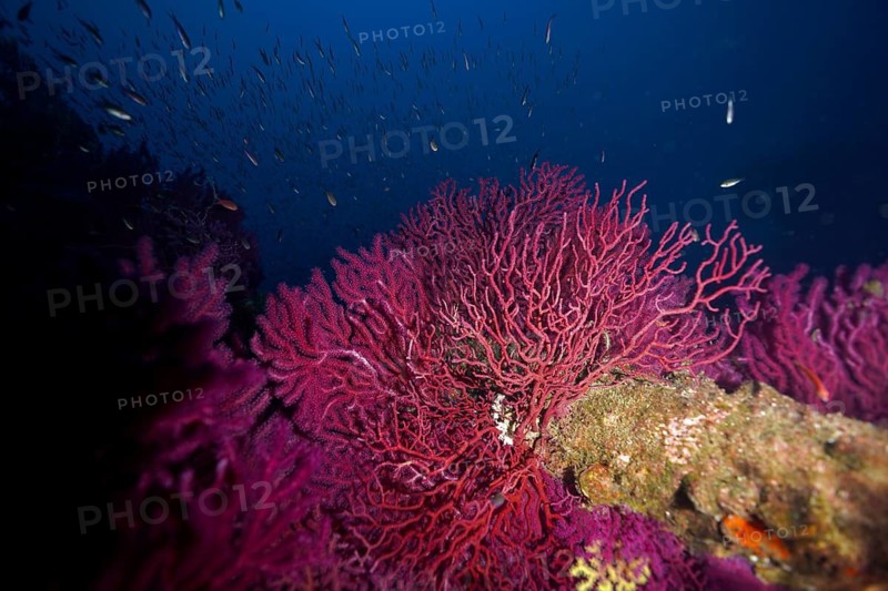 Violet coral-like structure of a violescent sea-whip (Paramuricea clavata) surrounded by schools of fish in clear underwater waters, at the ‘Wrack le Donator' dive site, Giens Peninsula, Provence-Alpes-Côte d'Azur, France