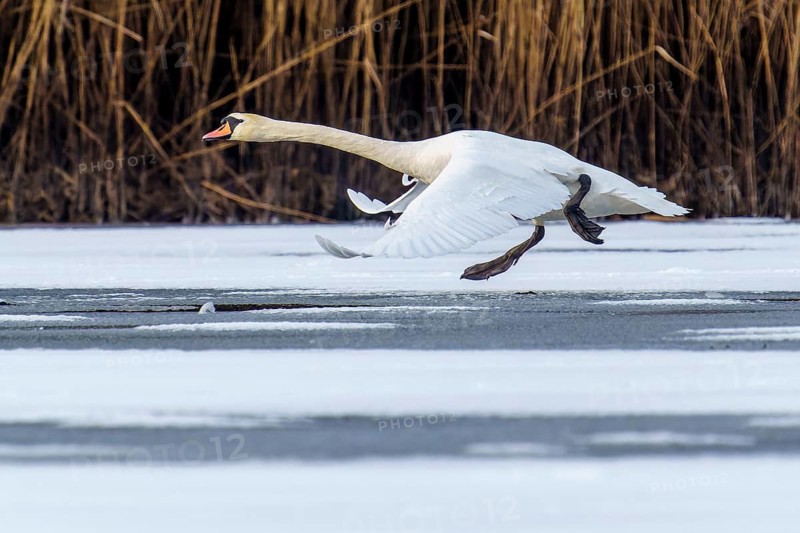 Mute Swan (Cygnus olor), wildlife, Germany. A swan flies just above an icy surface, surrounded by reeds