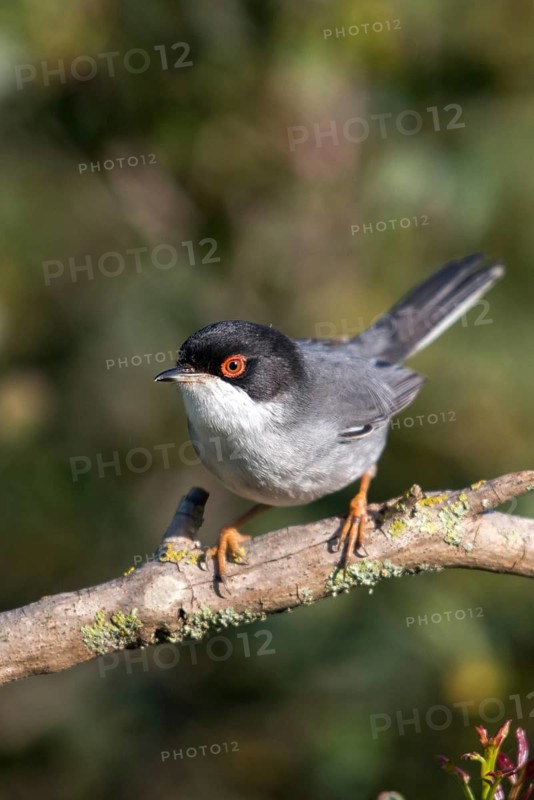Granelli, Italy, Pantani Cuba and Longarini, velvet warbler, Sardinian warbler, Sylvia melanocephala, migratory bird sanctuary, Pantani Cuba & Longarini migratory bird sanctuary, birds, high size, portrait format, Italy, male, passeri, songbirds, Sicily, songbirds, foundation pro biodiversity, birds