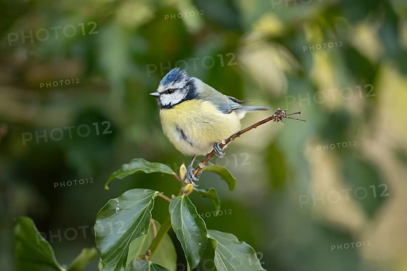 Blue tit (Cyanistes caeruleus) adult garden bird on an ivy tree branch, England, United Kingdom