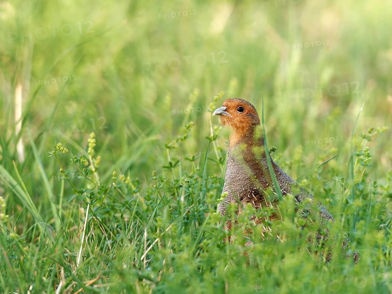 Partridge (Perdix perdix) in a meadow, Solms, Hesse, Germany