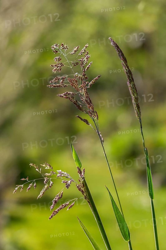 Holcus lanatus, honeygrass, meadow soft grass, velvet grass, wooly honeygrass, Yorkshire fog, flora, high size, portrait format, plants, plants